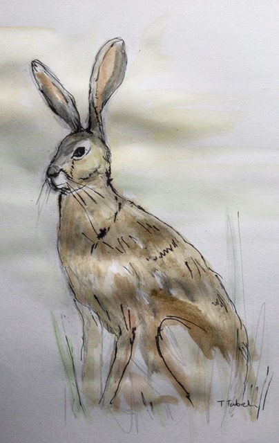 A watercolour painting of a brown hare, outlined in black with tall ears, sitting on some green grass.